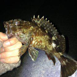 メバリング・ガシリング