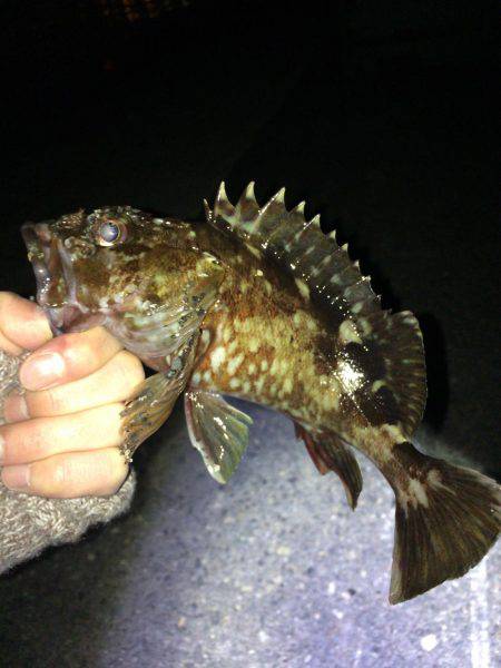 メバリング・ガシリング