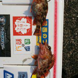 貧果の投げ釣り