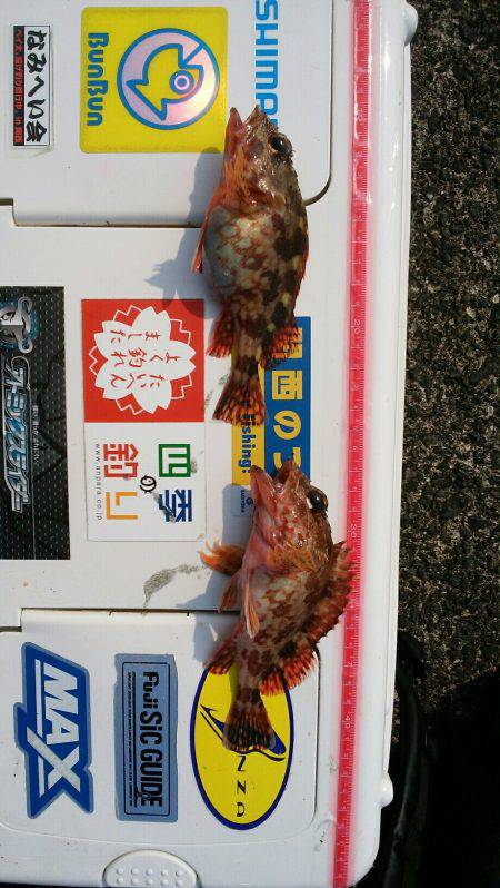 貧果の投げ釣り