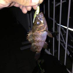 メバリング日和