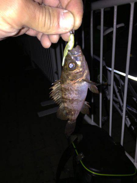 メバリング日和