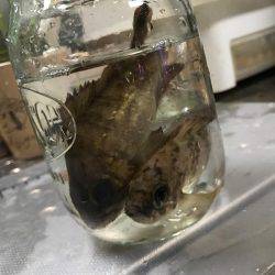 やっぱり釣れる釣りを、、、