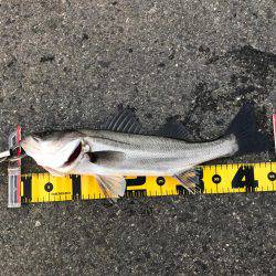 南港のハネ 高活性‼︎