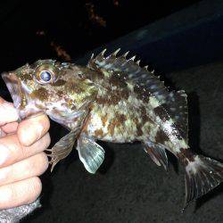 メバリングでシーバス