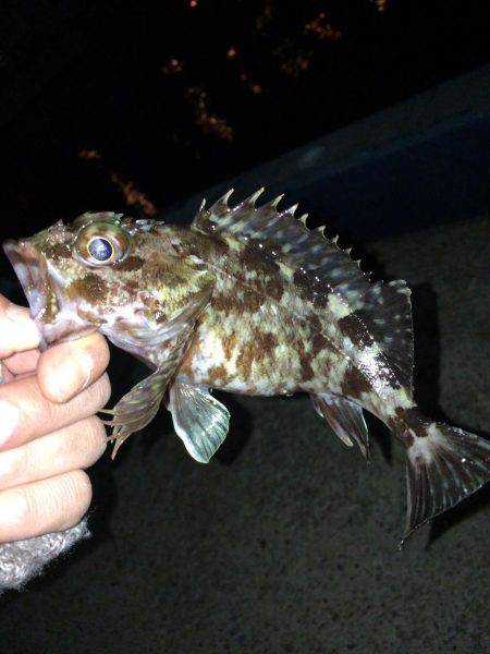 メバリングでシーバス