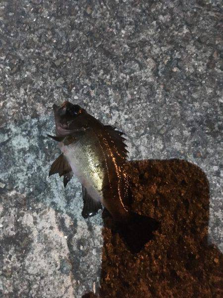 妻鹿漁港でメバリング