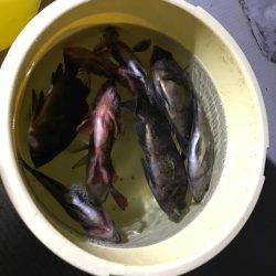 メバル  夜釣り  サビキ