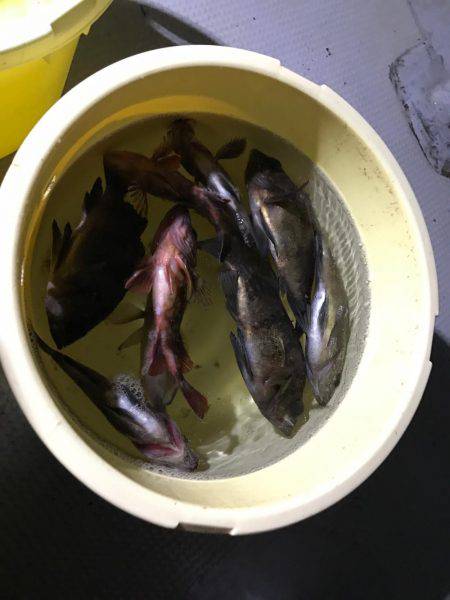 メバル  夜釣り  サビキ