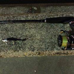 ナイトゲーム久々の釣果は…