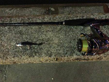 ナイトゲーム久々の釣果は…