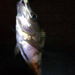 癒しのチビメバル