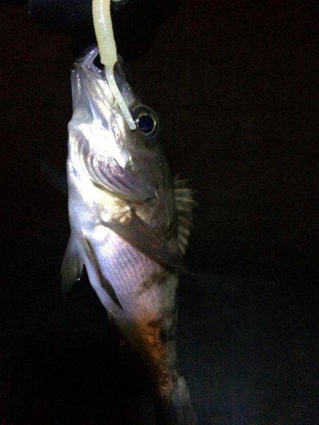 癒しのチビメバル