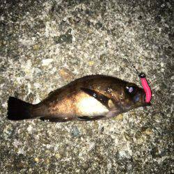 メバリング調査