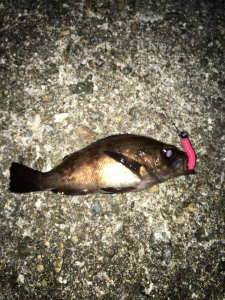 メバリング調査