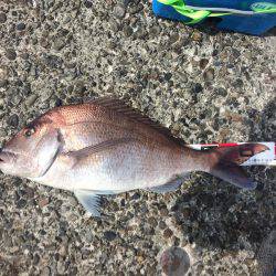 ノッコミマダイ連続Get!