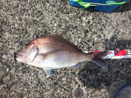 ノッコミマダイ連続Get!