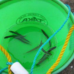 久しぶりのサビキ釣り