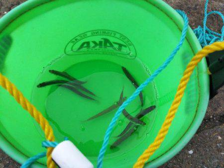 久しぶりのサビキ釣り