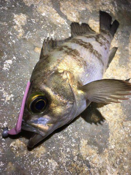 満潮で荒れてました。