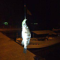 メバルプラッキング