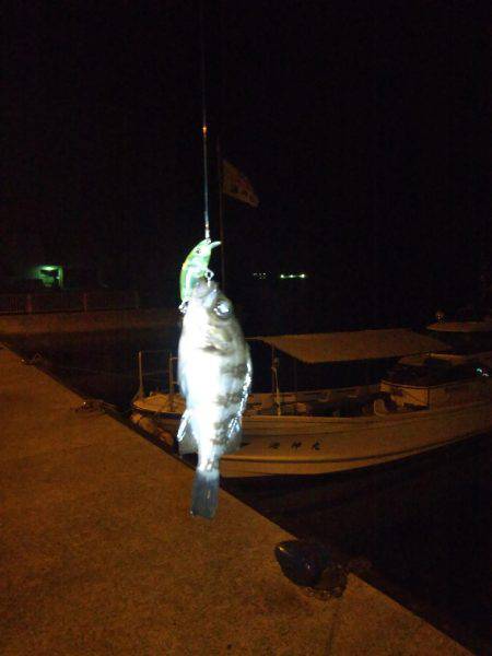 メバルプラッキング