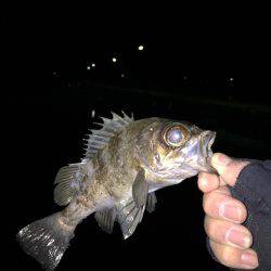 アジング@福良漁港