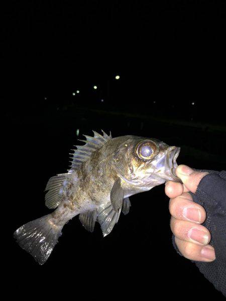 アジング@福良漁港