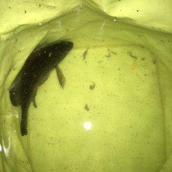 プラッキングメバル