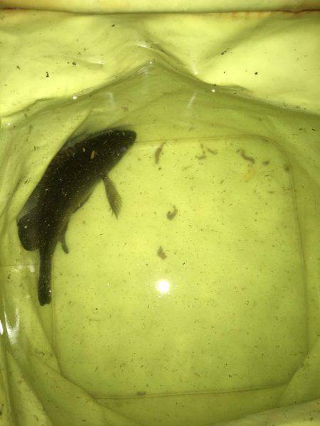 プラッキングメバル