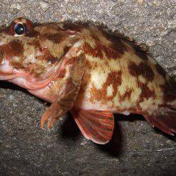 ガッシーの良型が釣れました。