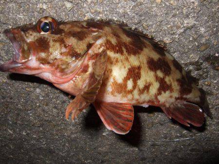 ガッシーの良型が釣れました。