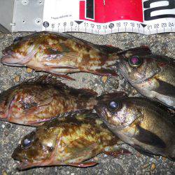 夕方～エビ撒き釣りでメバル調査