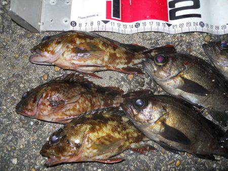 夕方～エビ撒き釣りでメバル調査