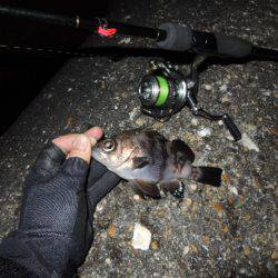 小さいながらも反応出て来ました。