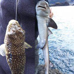 ひさしぶりの香住で、いろいろ釣れた。