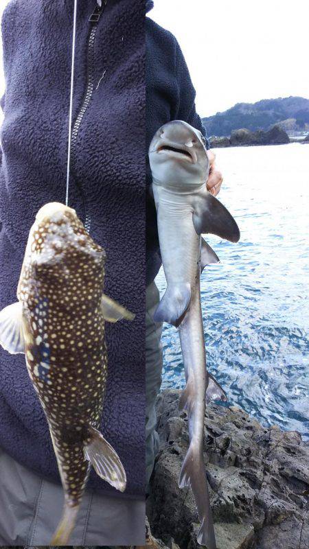 ひさしぶりの香住で、いろいろ釣れた。