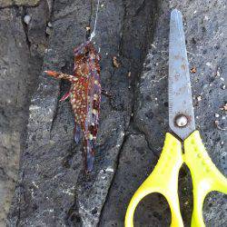 ５種目達成！も、チヌ狙いが…。アジ狙いが…。