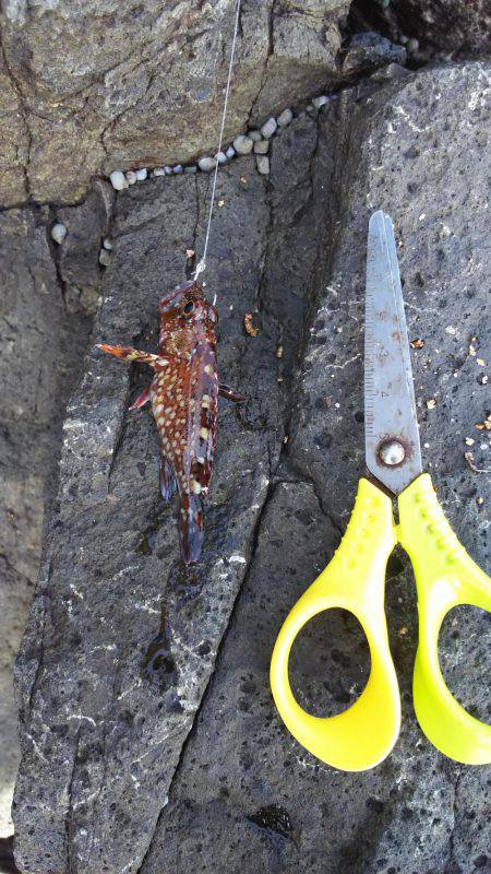 ５種目達成！も、チヌ狙いが…。アジ狙いが…。