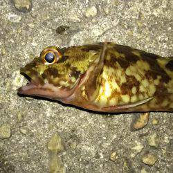 大物はいつ来るかわからない。