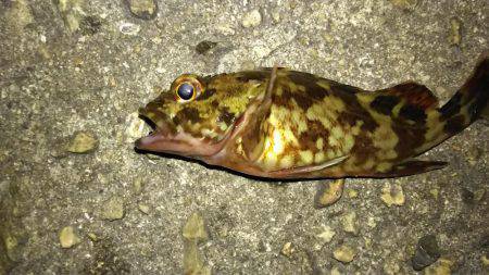 大物はいつ来るかわからない。