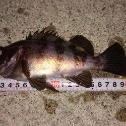 メバルプラッキング