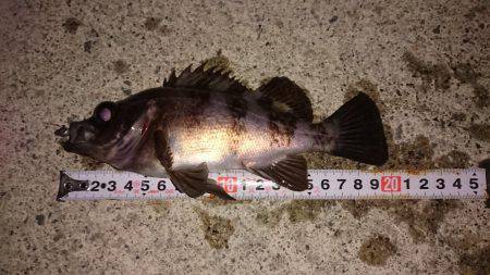 メバルプラッキング