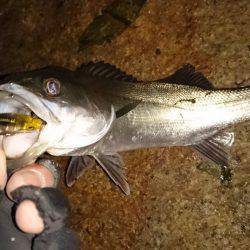 メバルプラッキング