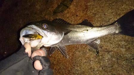 メバルプラッキング