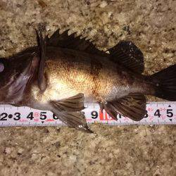 ご近所メバリング