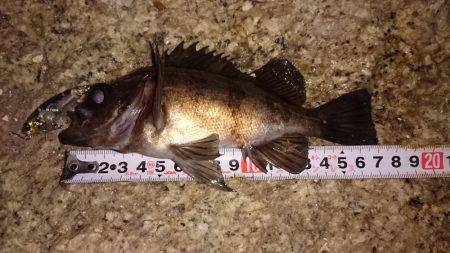 ご近所メバリング