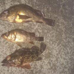 ロックフィッシング