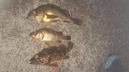 ロックフィッシング