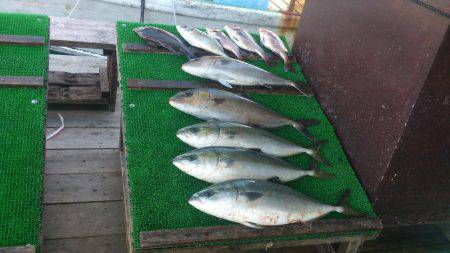 海上釣り堀カタタでカンパチ釣れるか？